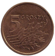 Монета 5 грошей. 2013 год, Польша. (Старый тип). Дубовые листья. Монета 5 грошей. 2013 год, Польша. (Старый тип). Дубовые листья.