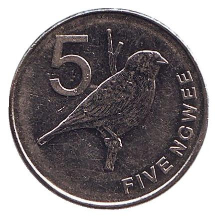Монета 5 нгве. 2012 год, Замбия. Замбезийская вдовушка.
