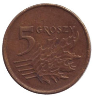 Монета 5 грошей. 1992 год, Польша. Дубовые листья. Монета 5 грошей. 1992 год, Польша. Дубовые листья.