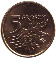 Монета 5 грошей. 2010 год, Польша. Дубовые листья. Монета 5 грошей. 2010 год, Польша. Дубовые листья.