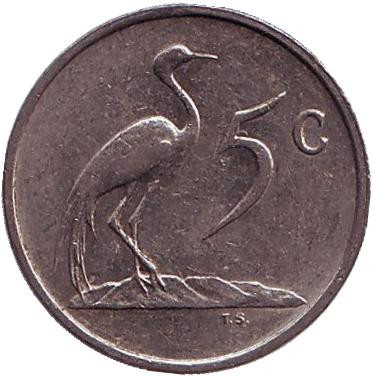 Монета 5 центов. 1985 год, Южная Африка. Африканская красавка.