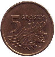 Монета 5 грошей. 2001 год, Польша. Дубовые листья. Монета 5 грошей. 2001 год, Польша. Дубовые листья.