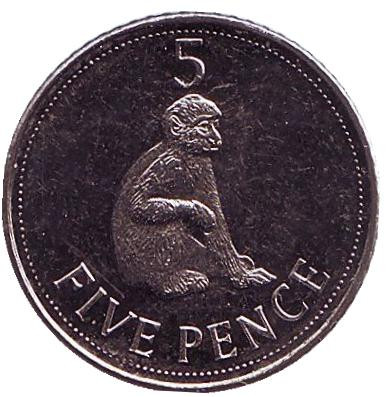 Монета 5 пенсов. 2011 год, Гибралтар. UNC. Варварийская обезьяна.