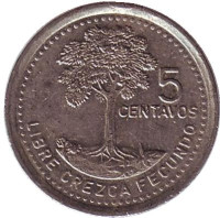 Хлопковое дерево. Монета 5 сентаво, 1995 год, Гватемала. 