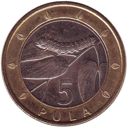 Монета 5 пул. 1997 год, Ботсвана. Гусеница.