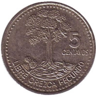 Хлопковое дерево. Монета 5 сентаво, 2008 год, Гватемала. 