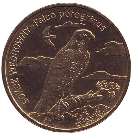 Монета 2 злотых, 2008 год, Польша. Сапсан (сокол).