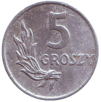 Монета 5 грошей. 1949 год, Польша. (алюминий).