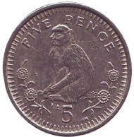 Монета 5 пенсов. 1999 год, Гибралтар. Варварийская обезьяна.