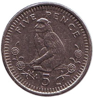 Монета 5 пенсов. 2001 год, Гибралтар. Варварийская обезьяна. (AA).
