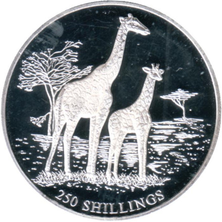 Монета 250 шиллингов. 1999 год, Сомали. Жирафы.