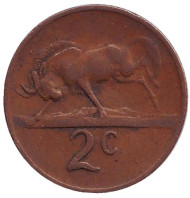 Монета 2 цента. 1969 год, Южная Африка. (South Africa). Белохвостый гну. Монета 2 цента. 1969 год, Южная Африка. (South Africa). Белохвостый гну.