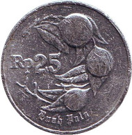 Монета 25 рупий. 1994 год, Индонезия. Мускатный орех. Монета 25 рупий. 1994 год, Индонезия. Мускатный орех.