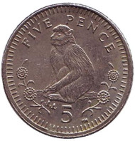 Монета 5 пенсов. 2003 год, Гибралтар. Варварийская обезьяна. (AA). Немагнитная.