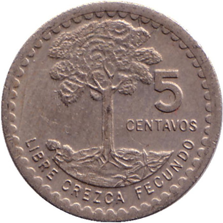Монета 5 сентаво. 1976 год, Гватемала. Хлопковое дерево.