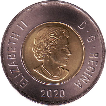 Монета 2 доллара. 2020 год, Канада. Полярный медведь.