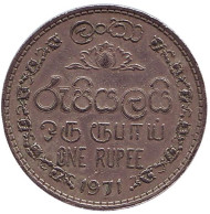 Монета 1 рупия. 1971 год, Шри-Ланка. Монета 1 рупия. 1971 год, Шри-Ланка.