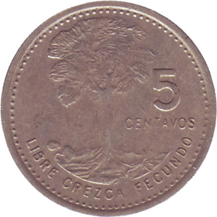Монета 5 сентаво. 1977 год, Гватемала. Хлопковое дерево.