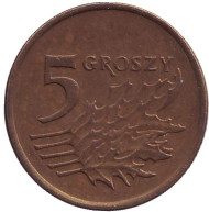 Монета 5 грошей. 1991 год, Польша. Дубовые листья. Монета 5 грошей. 1991 год, Польша. Дубовые листья.