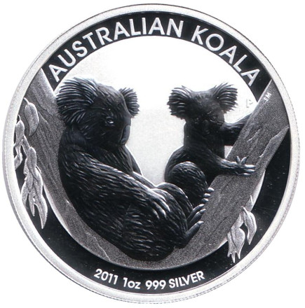 koala-2011-1.jpg