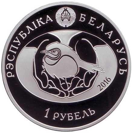 Монета 1 рубль. 2016 год, Беларусь. Обыкновенный гоголь. Монета 1 рубль. 2016 год, Беларусь. Обыкновенный гоголь.