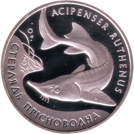 Монета 10 гривен. 2012 год, Украина. Стерлядь пресноводная.
