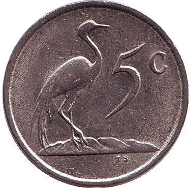 Монета 5 центов. 1986 год, Южная Африка. Африканская красавка.