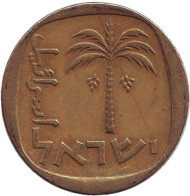 Монета 10 агор. 1966 год, Израиль. Пальма. Монета 10 агор. 1966 год, Израиль. Пальма.