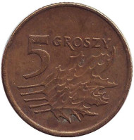 Монета 5 грошей. 1990 год, Польша. Дубовые листья. Монета 5 грошей. 1990 год, Польша. Дубовые листья.