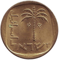Монета 10 агор. 1977 год, Израиль. Пальма. (Алюминиевая бронза). Монета 10 агор. 1977 год, Израиль. Пальма. (Алюминиевая бронза).