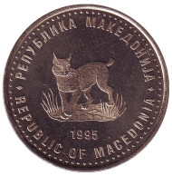 Монета 5 денаров, 1995 год, Македония. (Тип 1). Европейская рысь. Монета 5 денаров, 1995 год, Македония. (Тип 1). Европейская рысь.