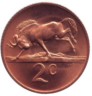 Монета 2 цента. 1969 год, Южная Африка. (South Africa). UNC Белохвостый гну. Монета 2 цента. 1969 год, Южная Африка. (South Africa). UNC Белохвостый гну.