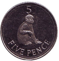Варварийская обезьяна. Монета 5 пенсов. 2011 год, Гибралтар. UNC.