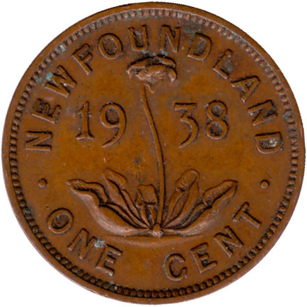 Монета 1 цент. 1938 год, Ньюфаундленд. (Канада). Саррацения.