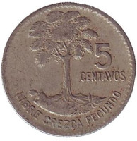 Хлопковое дерево. Монета 5 сентаво, 1968 год, Гватемала. 