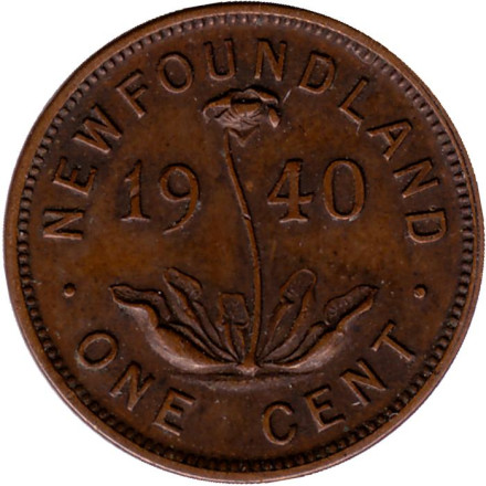 Монета 1 цент. 1940 год, Ньюфаундленд. (Канада). Саррацения.