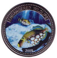 Монета 1 доллар. 2009 год, Палау. Морская фауна. Рыба-клоун. Монета 1 доллар. 2009 год, Палау. Морская фауна. Рыба-клоун.