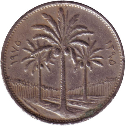 Монета 50 филсов. 1975 год, Ирак. Пальмовые деревья.
