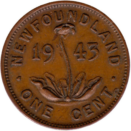 Монета 1 цент. 1943 год, Ньюфаундленд. (Канада). Саррацения.