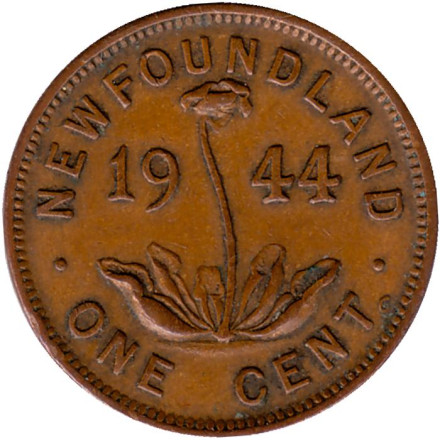 Монета 1 цент. 1944 год, Ньюфаундленд. (Канада). Саррацения.