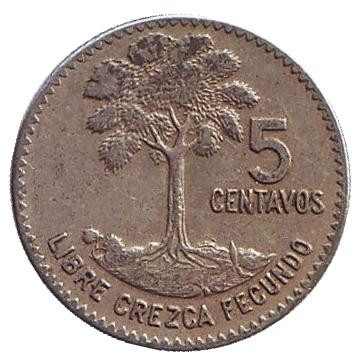 Монета 5 сентаво. 1967 год, Гватемала. Хлопковое дерево.
