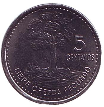 Монета 5 сентаво, 2014 год, Гватемала. Хлопковое дерево.