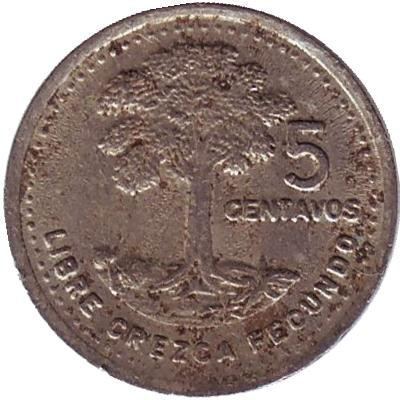 Монета 5 сентаво, 1991 год, Гватемала. Хлопковое дерево.