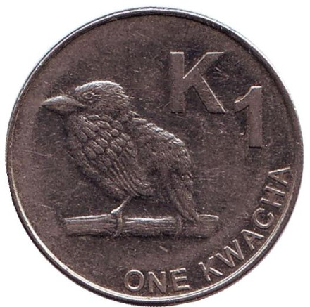 Монета 1 квача. 2013 год, Замбия. Замбийский дятел.