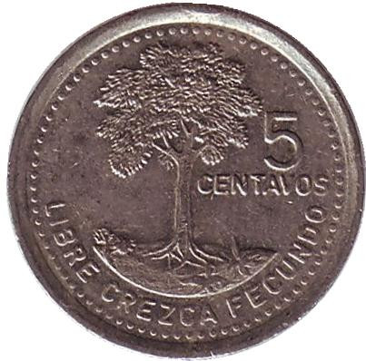 Монета 5 сентаво, 1995 год, Гватемала. Хлопковое дерево.