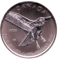 Монета 5 долларов. 2015 год, Канада. Краснохвостый сарыч.