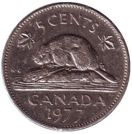 Монета 5 центов, 1977 год, Канада. Бобр. Монета 5 центов, 1977 год, Канада. Бобр.