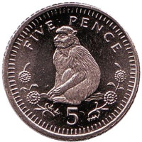 Варварийская обезьяна. Монета 5 пенсов. 2000 год, Гибралтар. UNC.