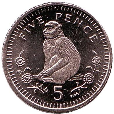 Монета 5 пенсов. 2000 год, Гибралтар. UNC. Варварийская обезьяна.