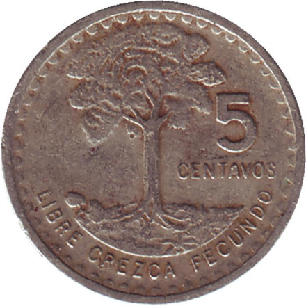 Монета 5 сентаво, 1971 год, Гватемала. Хлопковое дерево.